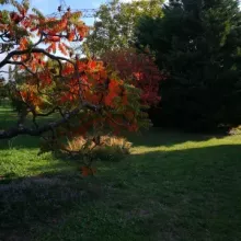 automne antre des vices