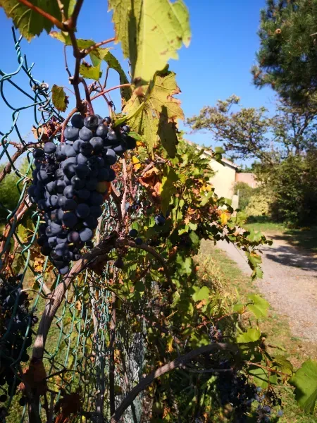 automne antre des vices